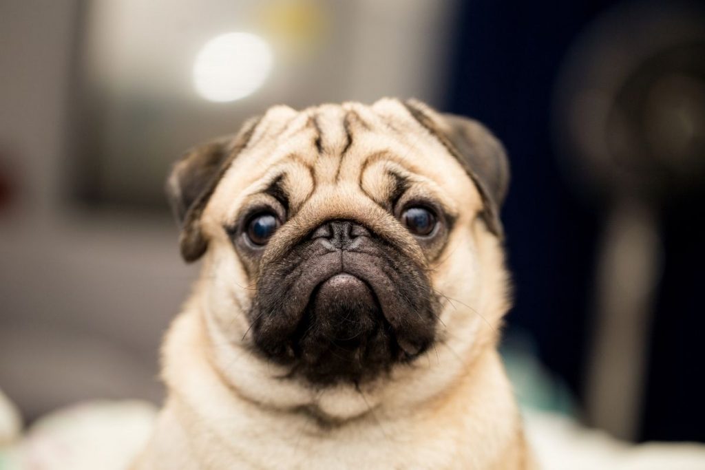 pug