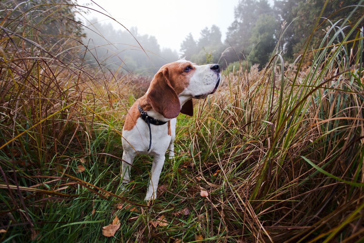 Les 10 meilleures races de chien de chasse
