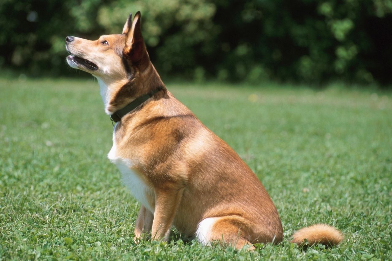 Les ordres que vous pouvez apprendre à votre chien Page 1 sur 1