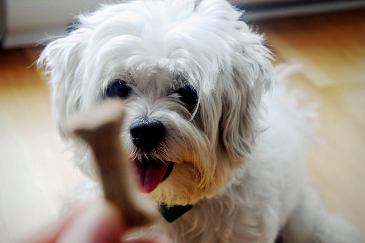 perro pavlov
