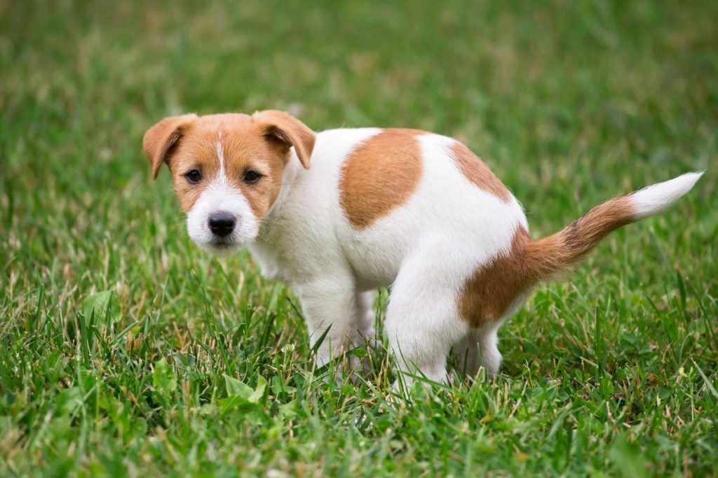 poop-eating dog