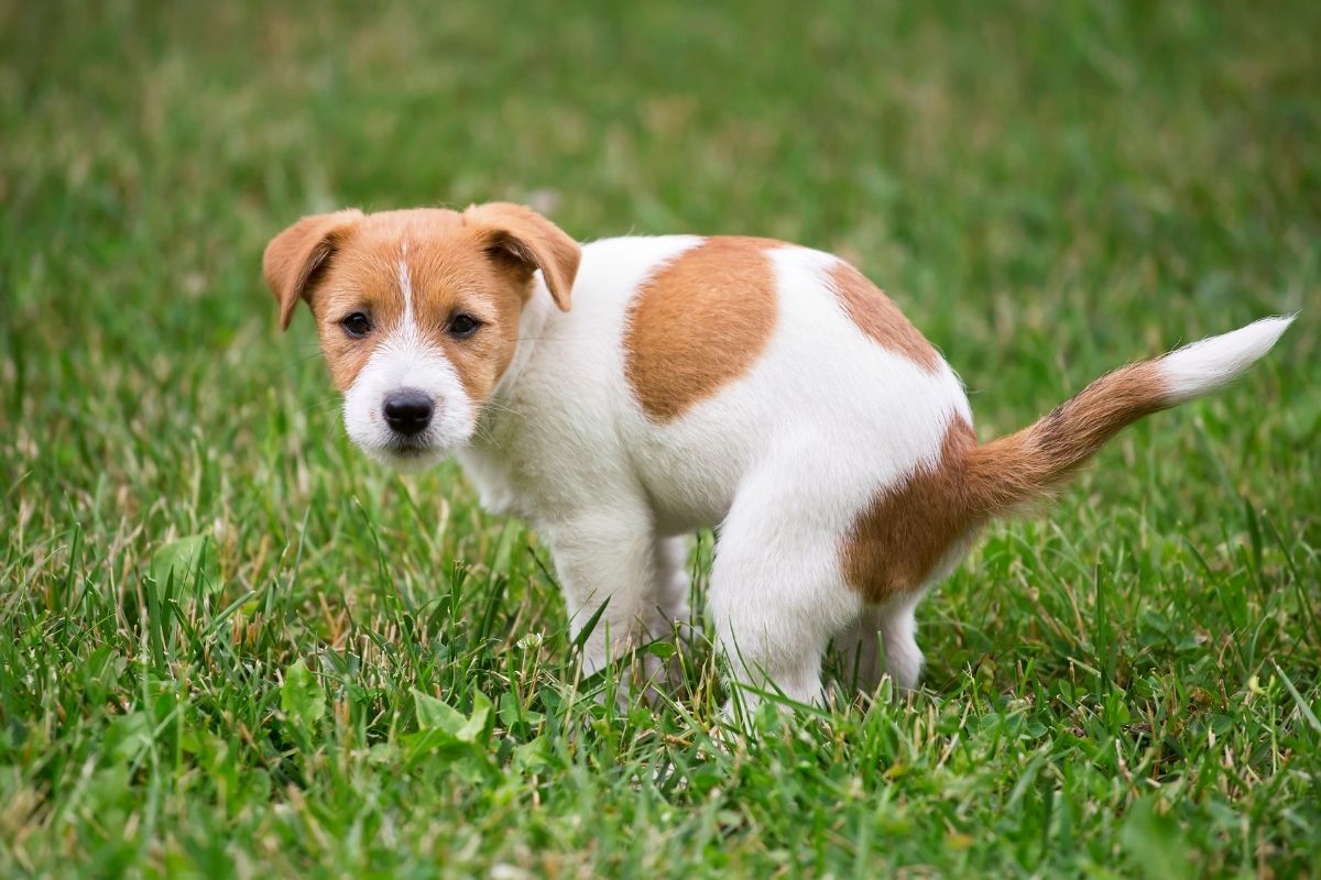 poop-eating dog