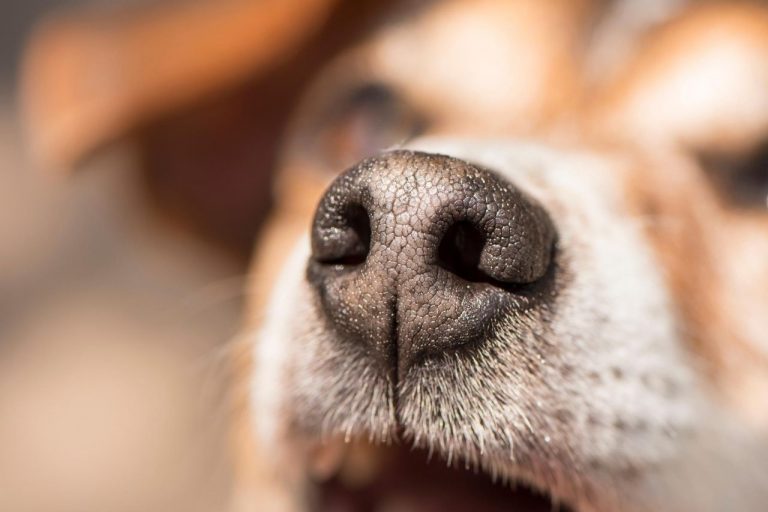 Mi perro sangra por la nariz: causas y cómo reaccionar