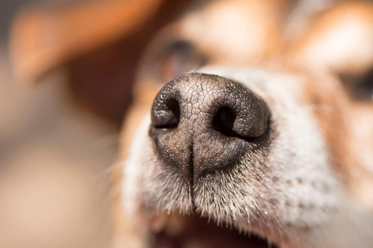 perro de la nariz sangrante