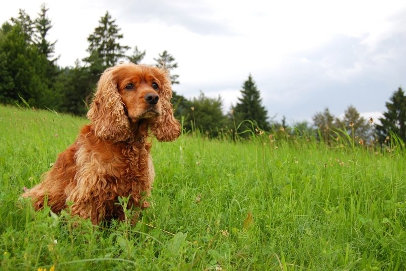 cocker spaniel family dogs breeds