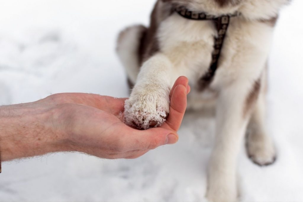 comment apprendre a son chien a donner la patte