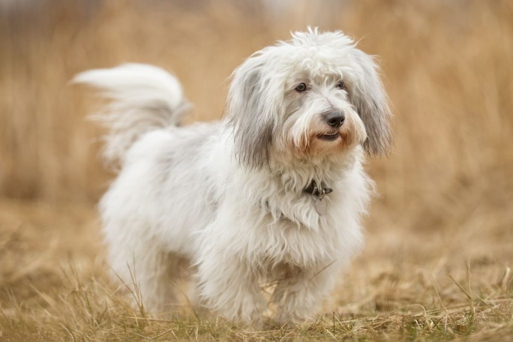 coton de tulear