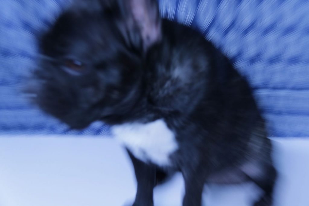 crise cardiaque chien