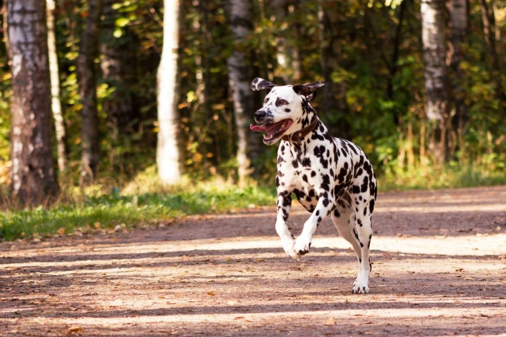 dalmatian