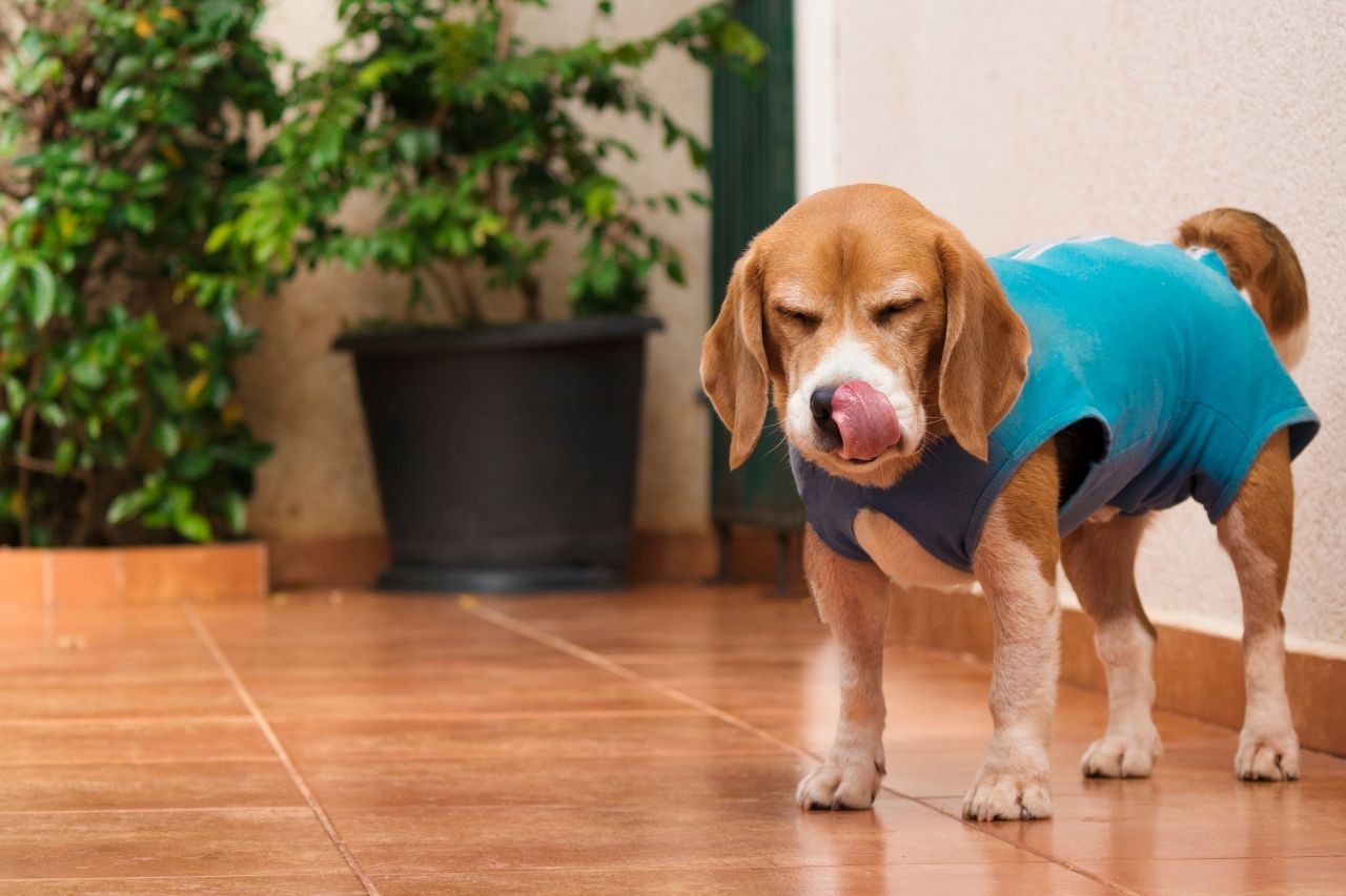 Le he dado paracetamol a mi perro: peligros y qué hacer