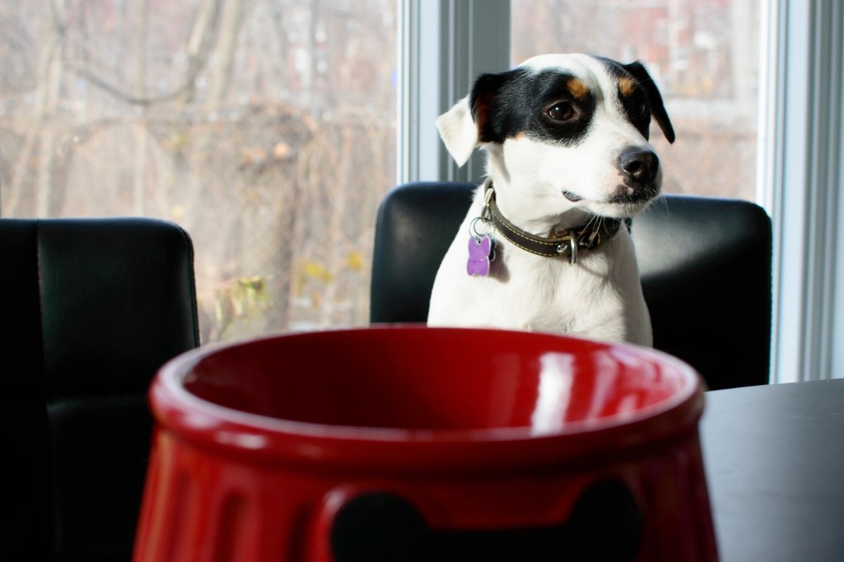 ¿Puedo darle las sobras de la comida a mi perro?