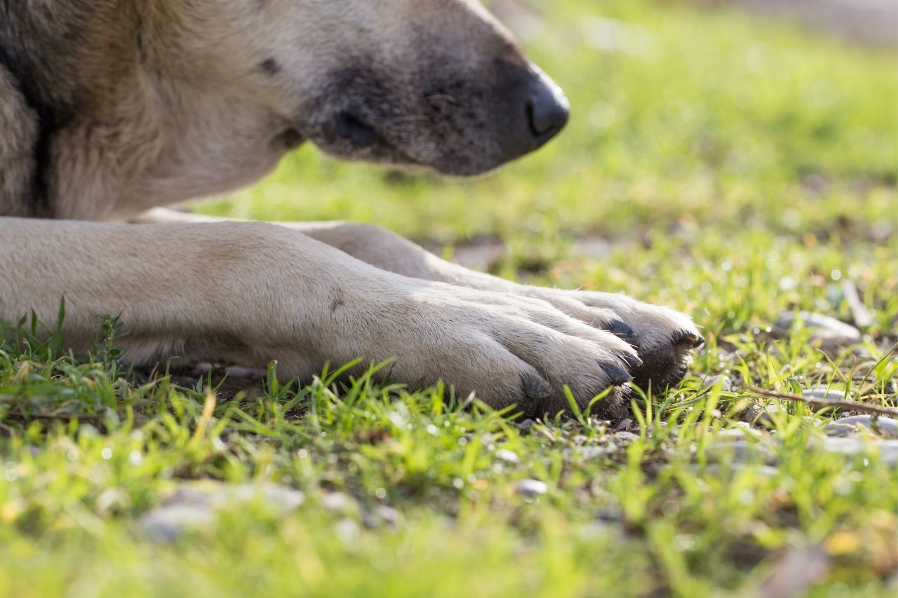 ¿Qué hacer si mi perro tiene un esguince?