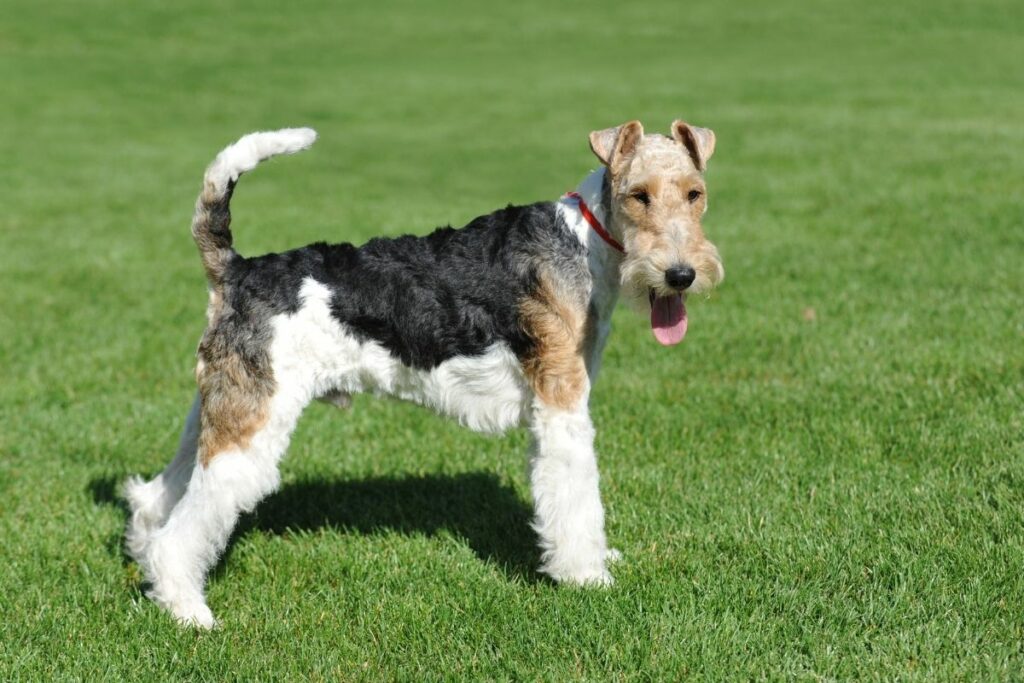 fox terrier de pie