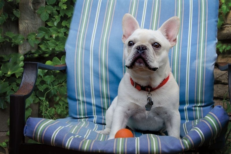 french bulldog kids