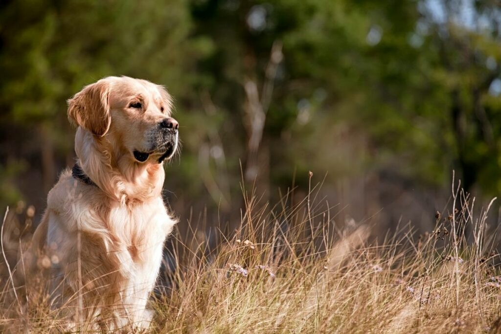 golden retriever en campo