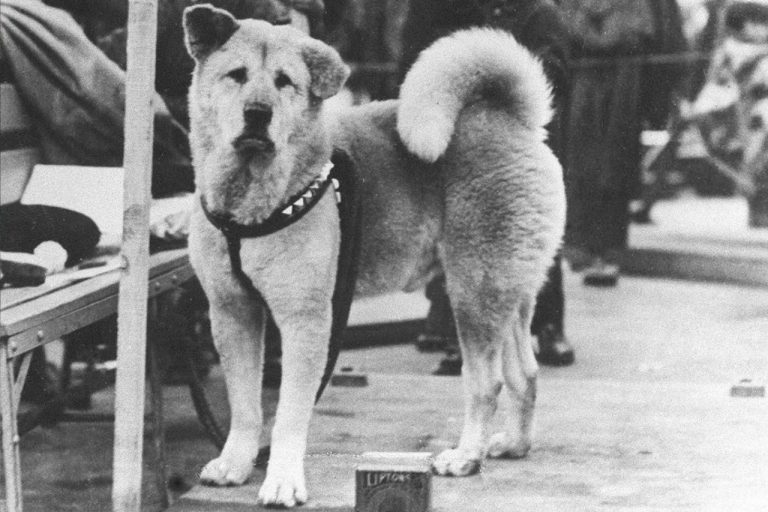 L’incroyable histoire de Hachiko, le chien qui a attendu son maître pendant des années