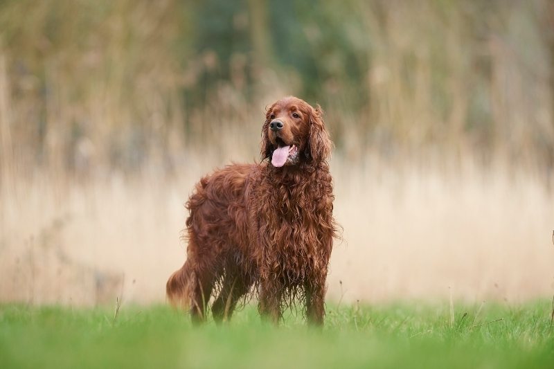 irish setter dog with children