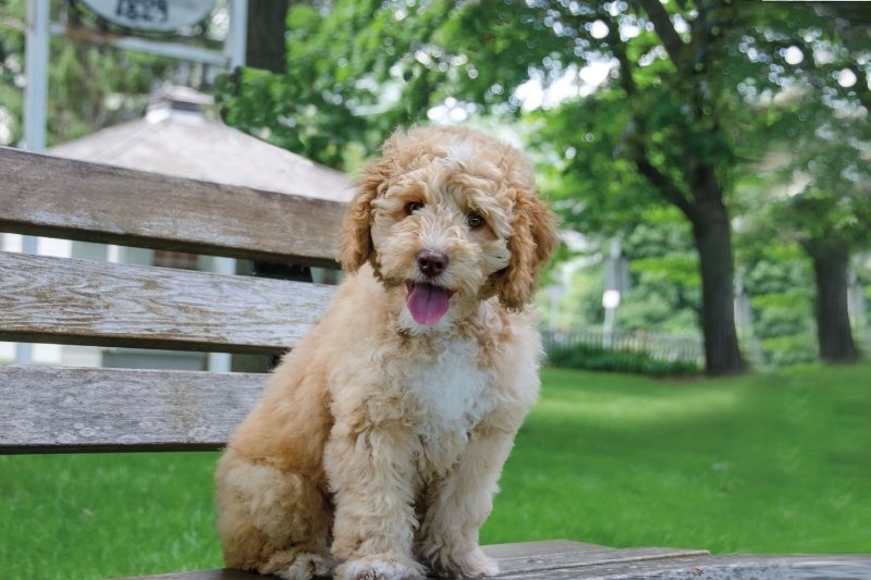 labradoodle children