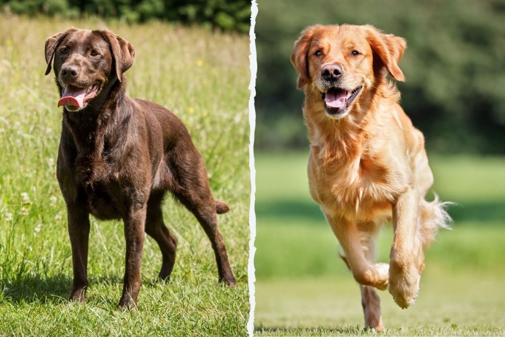 labrador golden retriever