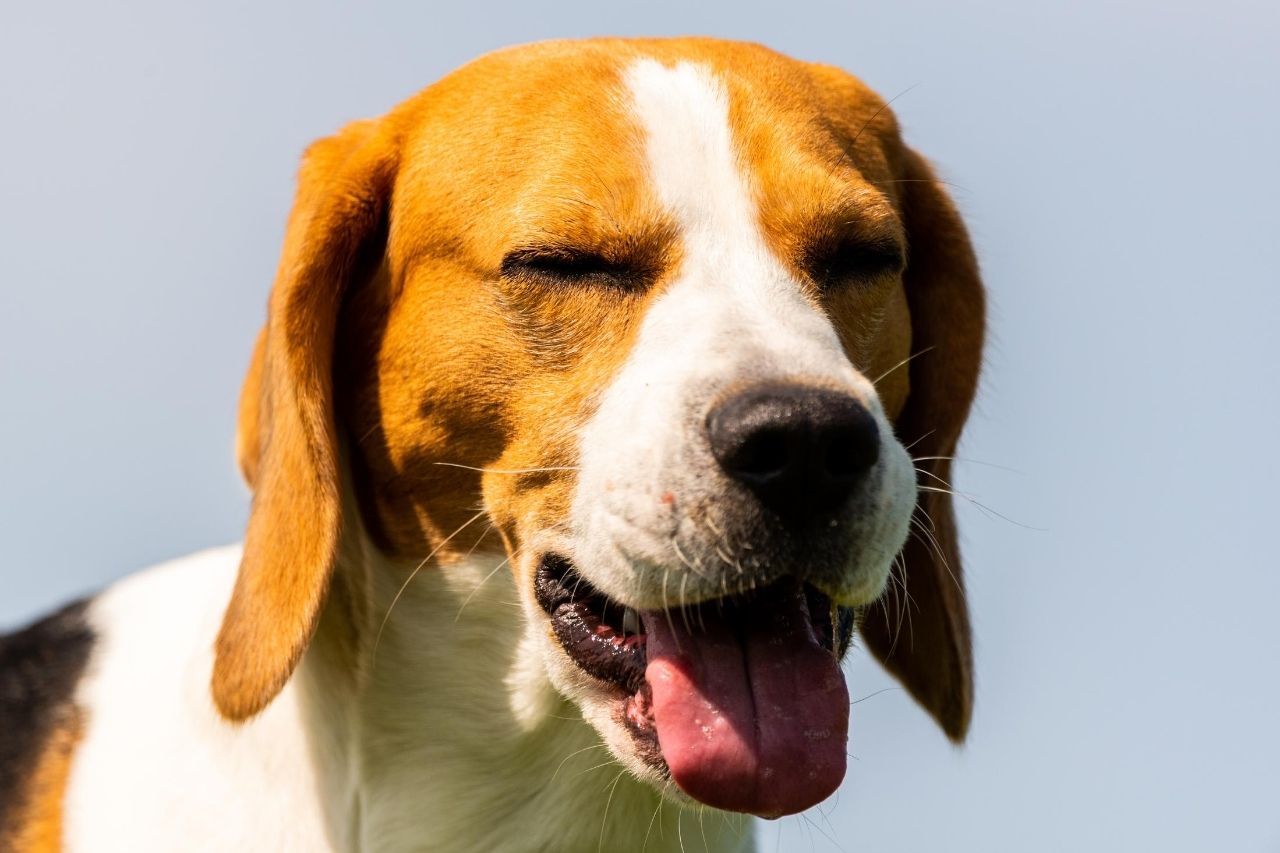 mi perro se tragó algo