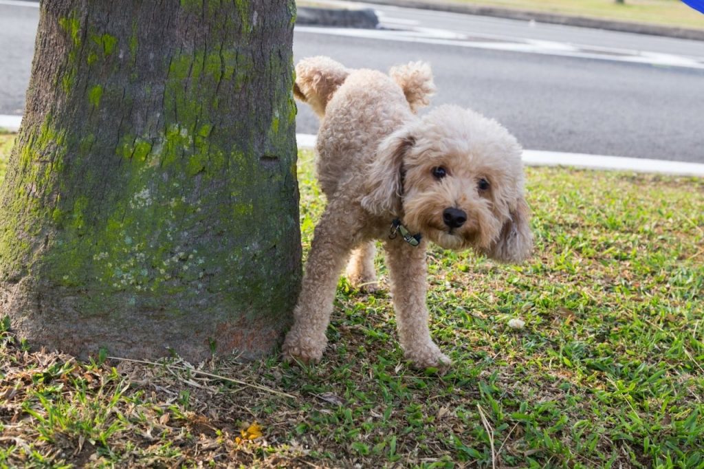 my dog doesn't poop when I'm out for a walk