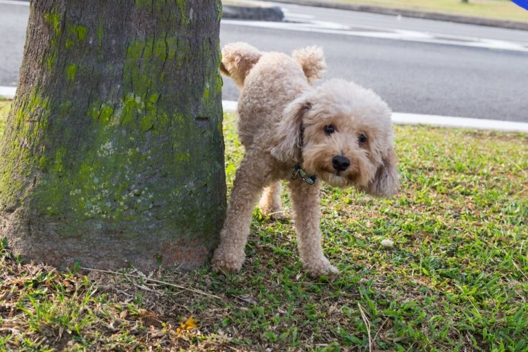 My dog doesn’t poop during walks: why and how to deal with this?