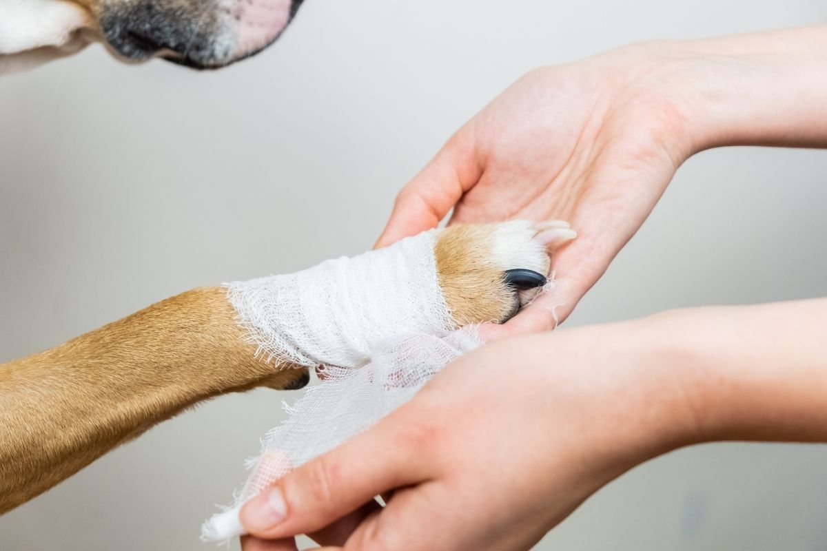 Comment faire un pansement/bandage à son chien ?