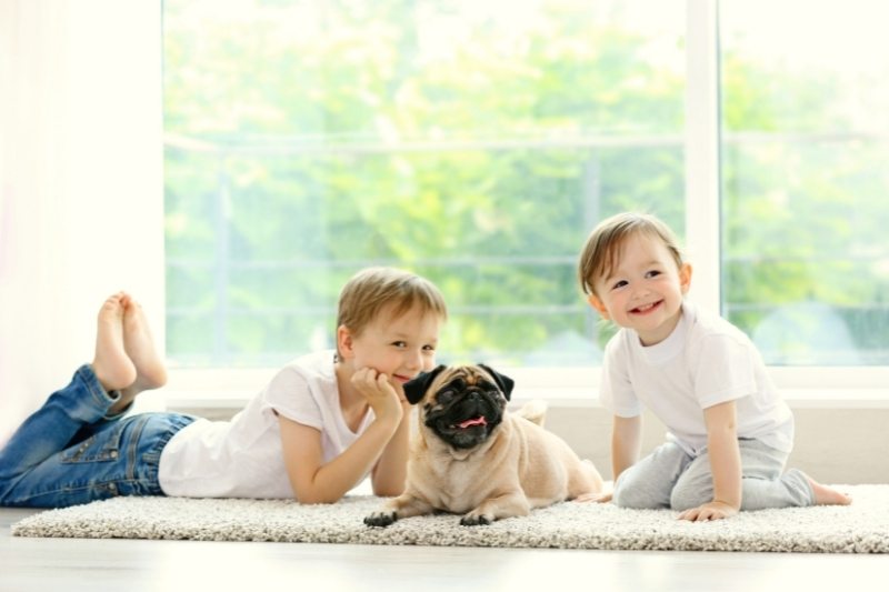 pug dog kids