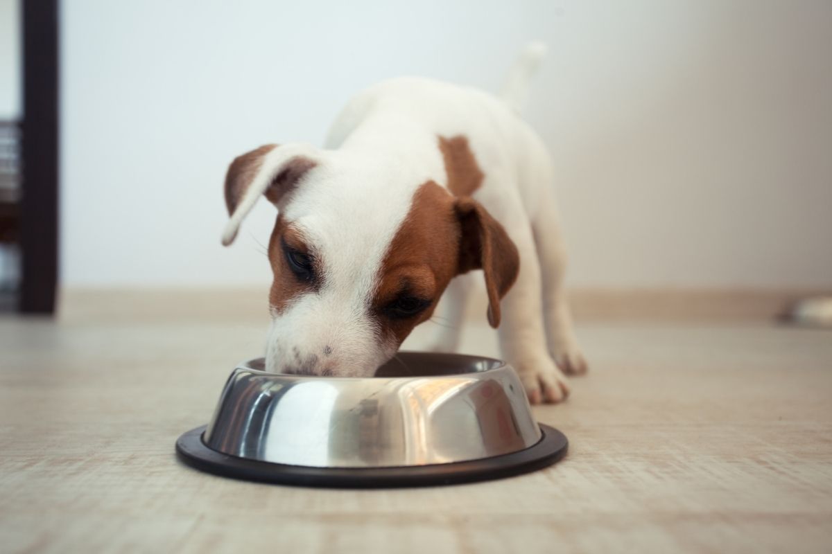 ¿Cómo alimentar a un cachorro de 2 meses?