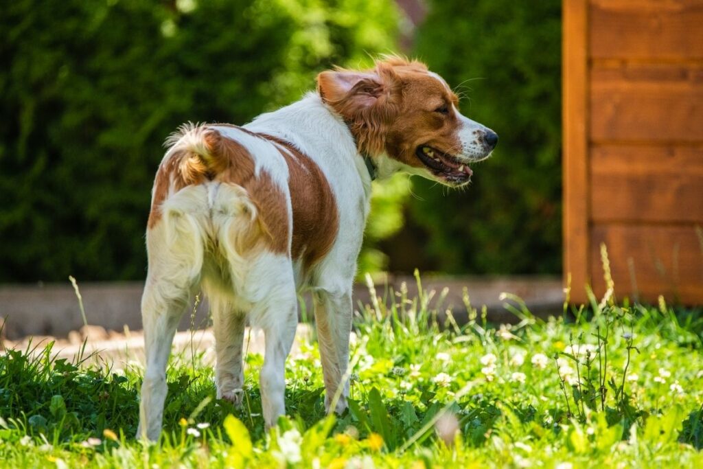 spaniel breton perro de caza