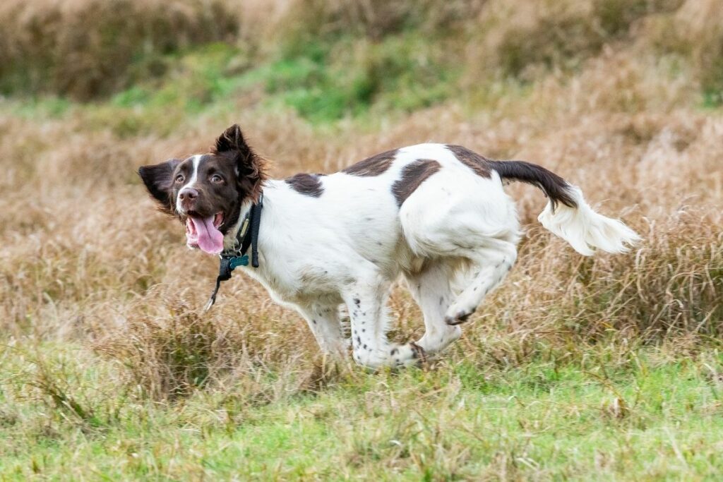 springer inglés corriendo