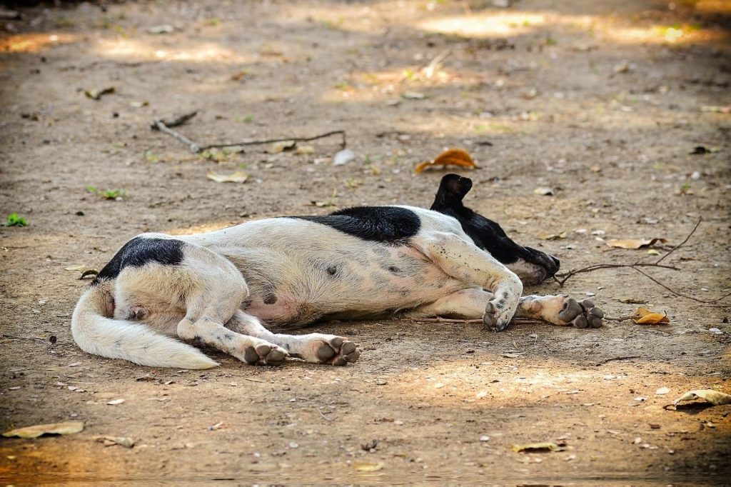 syncope chien