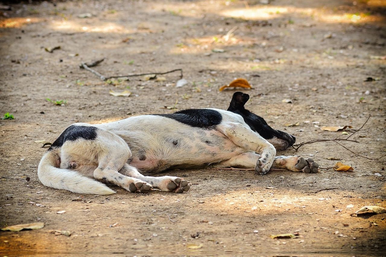 Síncope en perros: causas, síntomas, cómo reaccionar