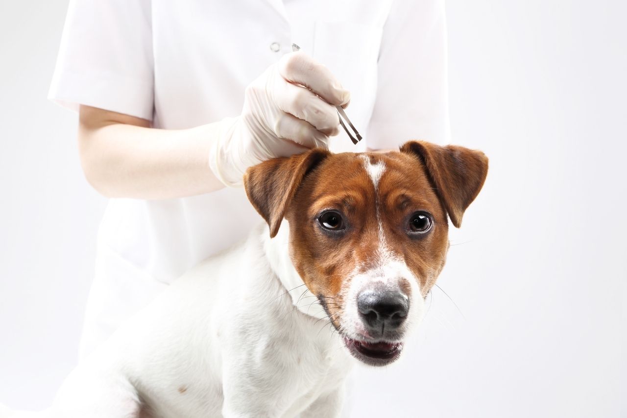Les tiques chez les chiens : dangers et prévention