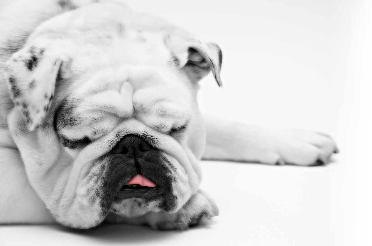 anestesia perros