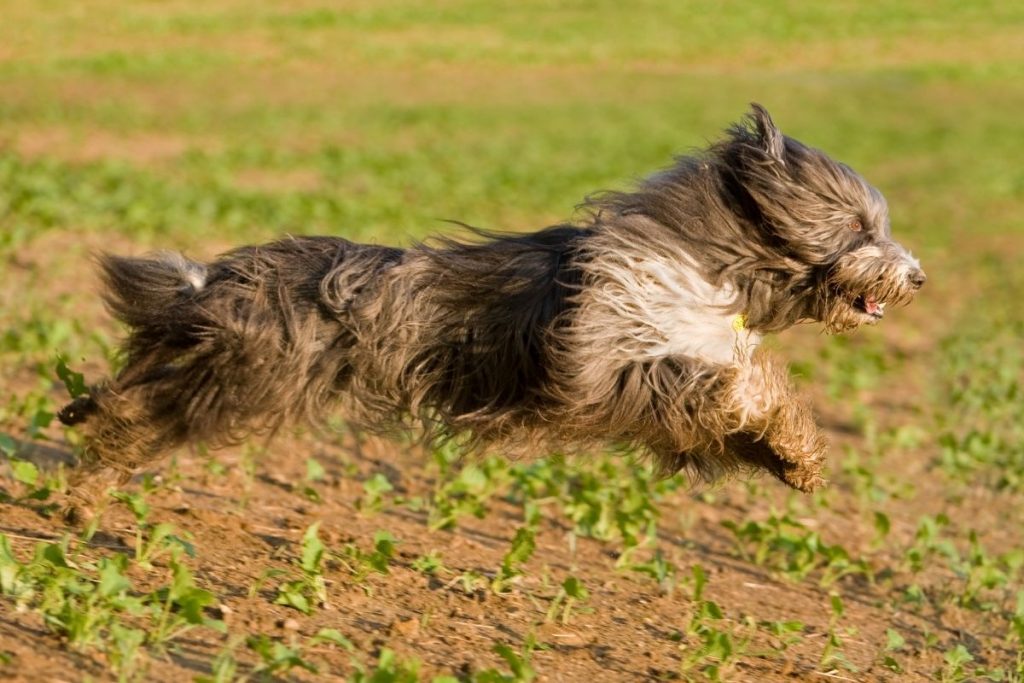 bearded collie