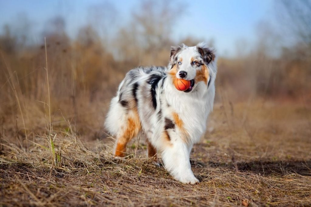 berger australien race chien moyen