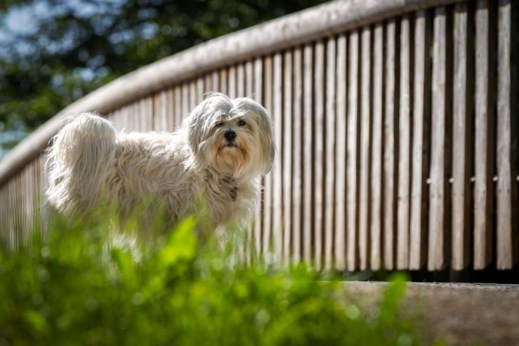 bichon havanese