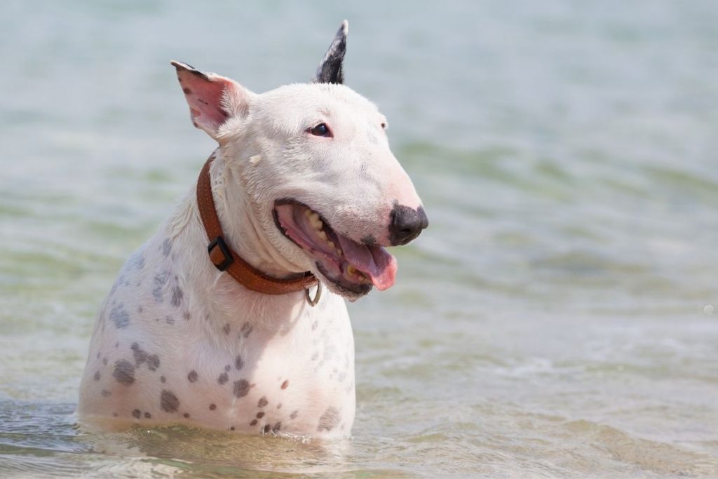 bull terrier chien de taille moyenne