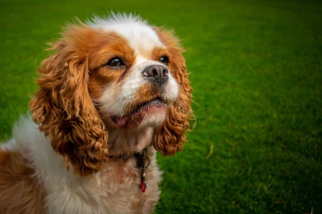 cavalier king charles spaniel