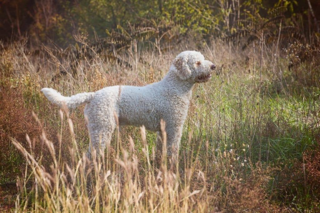 chien d'eau romagnol