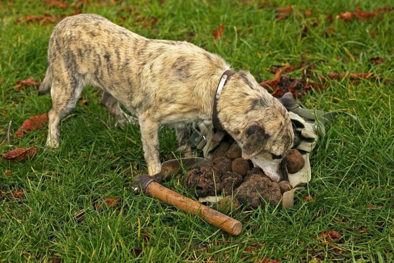 perro de trufa