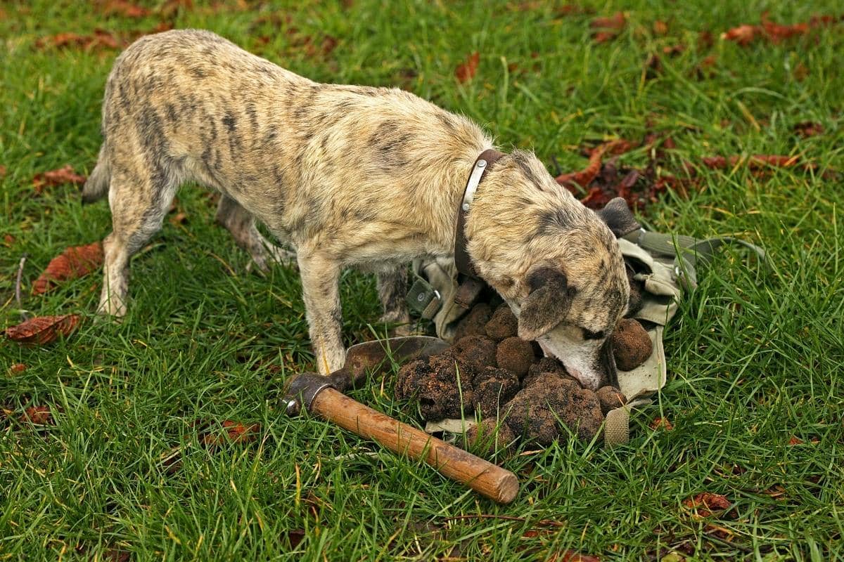 truffle dog