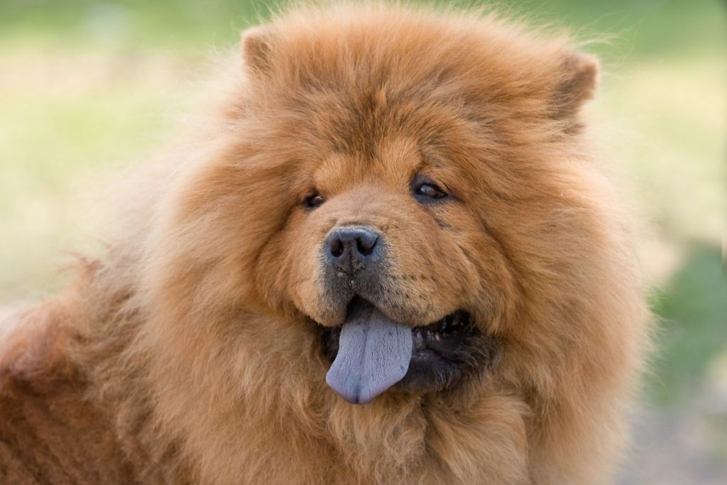 chow chow