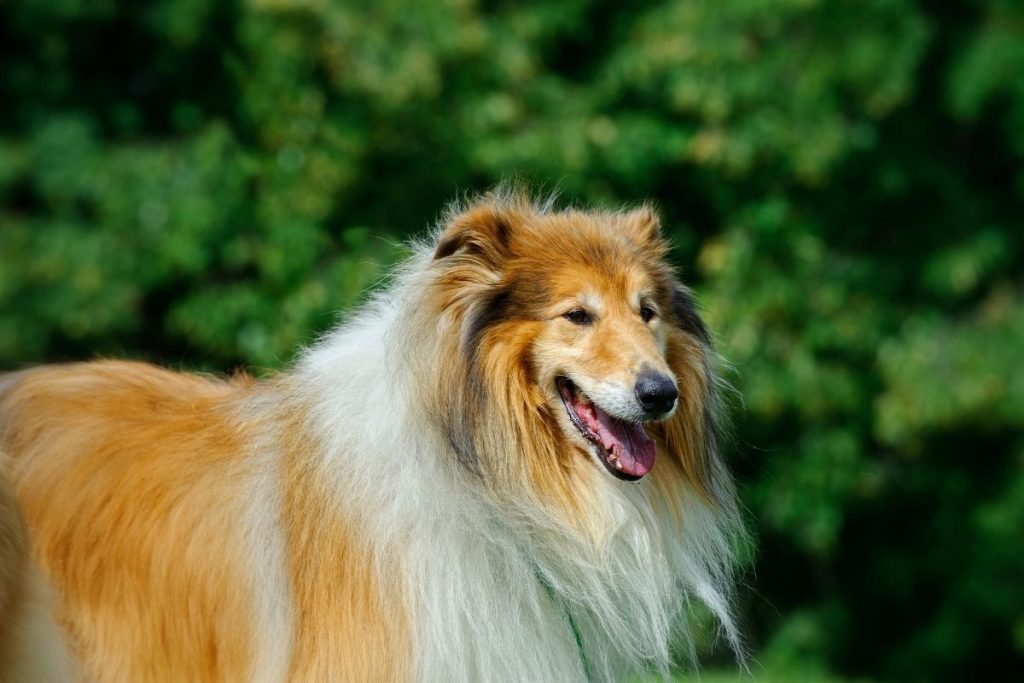 collie