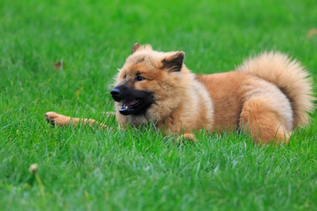 eurasier