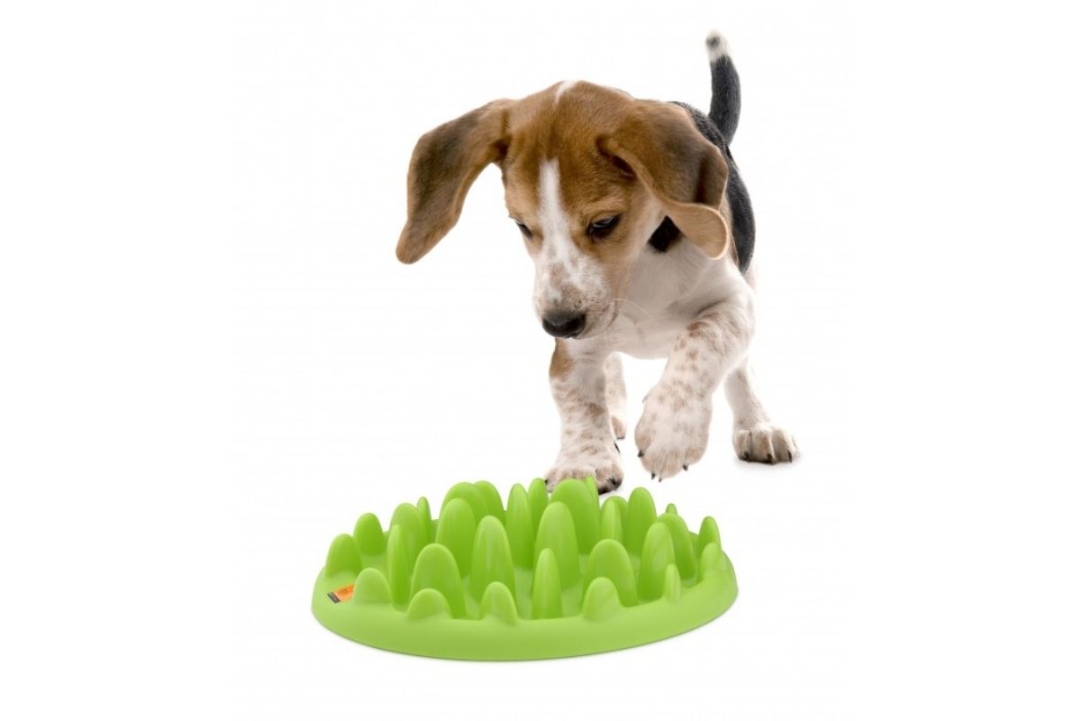 meilleures gamelles anti glouton chien