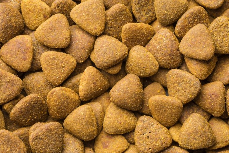 Notre comparatif des 5 meilleures distributeurs de croquettes pour chien