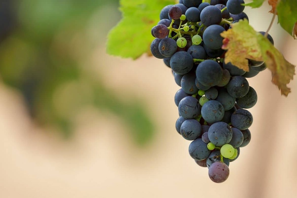 Can I give grapes to my dog?