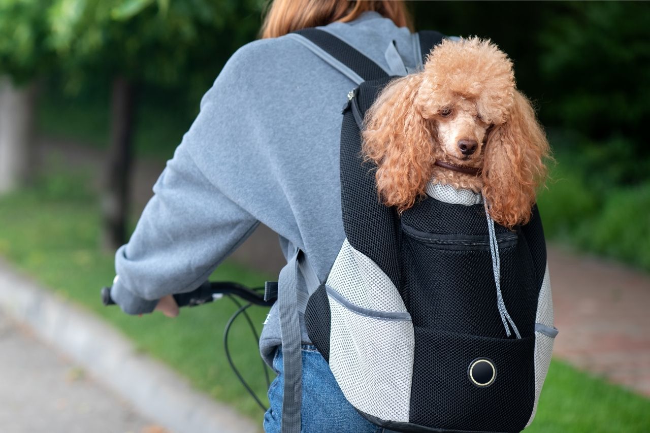 sac à dos pour chien